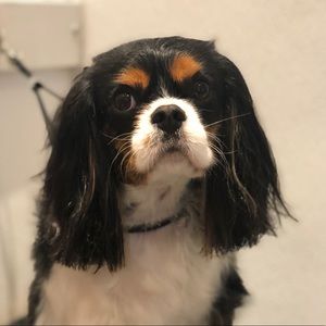 Meet your Posher, Olivia